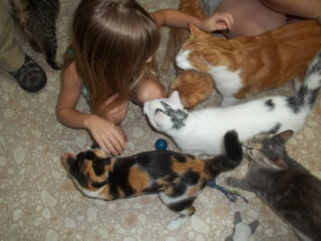 Kitties getting loving