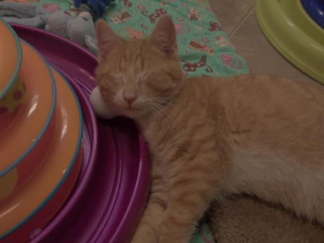 Carrot is a cute blind orange kitten playing with a toy
