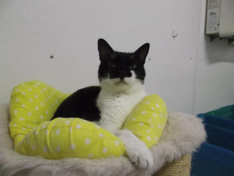 Sweet Jake, a black and white cat who looks like he is wearing a batman mask, sitting on a big yellow pillow