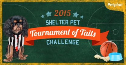 Tournament of Tails banner -  you can click it to vote