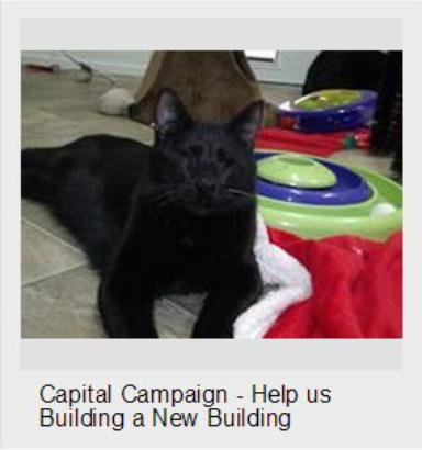 Pepper is a cute blind blind kitty who is also FELV+. Laying on the floor next to toys,  You can click his picture to go to the donation page