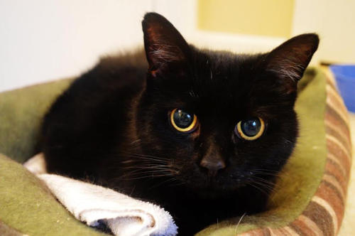Beautiful Meadow, a black cat with big eyes sitting in a bed.