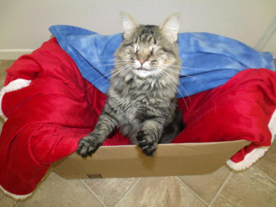 Snicker in a box with a red blanket and a smile. 