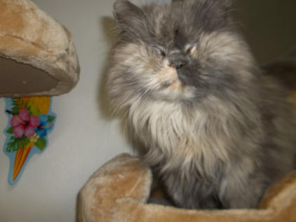 Holly is a little long hair himalayan cat, sitting on a climber