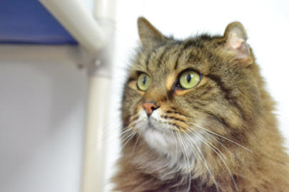 Colonel is a long hair tabby with a crinkled ear showing the rough life he has had sitting looking up at the camera