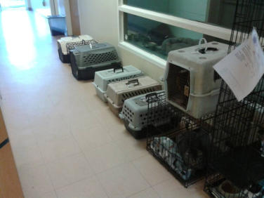 crates and cages of cats waiting to be spayed/neutered