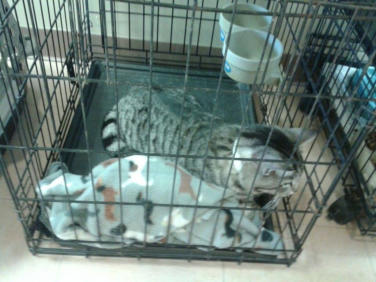 Petty black tabby sitting in a cage waiting to be fixed