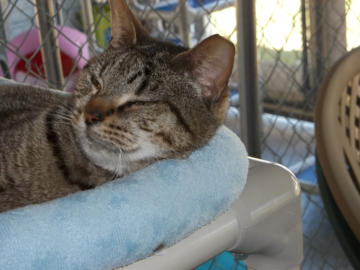 Wendy, a little tabby cat laying in a blue bed with a slight smilke,  She has a clipped ear from being TNR before she came to us