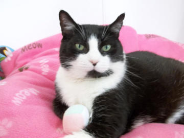 Mack - A big black and white cat sitting on a pink bed looking directly at the camera.