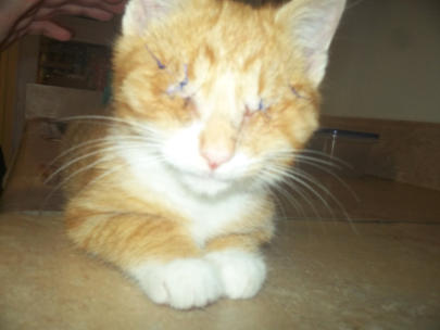 Carrot- a little orange kitty with stitches in his eyes sitting on the floor