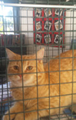 An orange tabby in a cage waiting to be fixed.