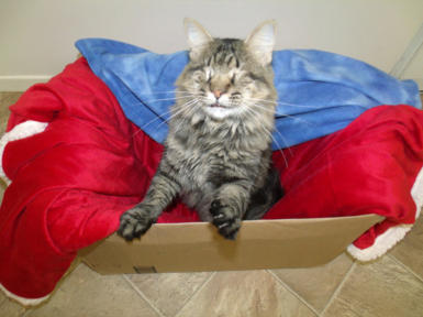 Snicker in a box with a red blanket smiling and reaching up