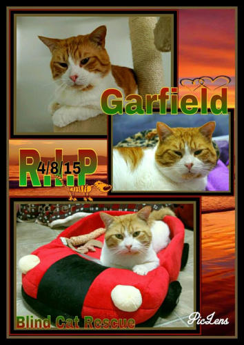 A colorful picture with 3 pictures of  Garfield, and the words RIP 4/8/15