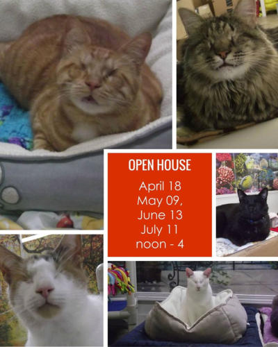 A college with 5 of the cats and the openhouse schedule in the middle  4/18, 5/9, 6/13, 7/11 noon-4