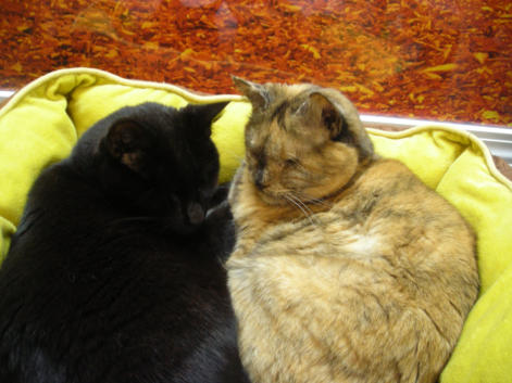 Marge - black,  Shelly a tortie,  both of them are himalayan mixes.  They do not have the typical longer hair and mushed faces