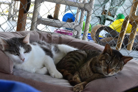 Ernest (grey/white) and Wendy (brown tabby) cuddling on a large bed
