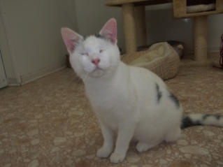 Mickey is a white kitty with a few black spots and the pinkest ears