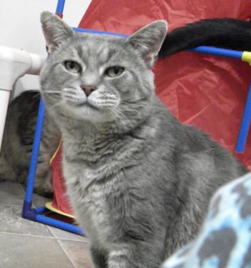 Picture of Big Bob, a gray cats sitting looking at the camera