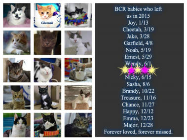 A picture of all 12 cats that passed in 2015 and a list of the dates