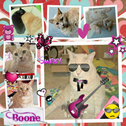 A picture collage of Big Boone, a tan cat