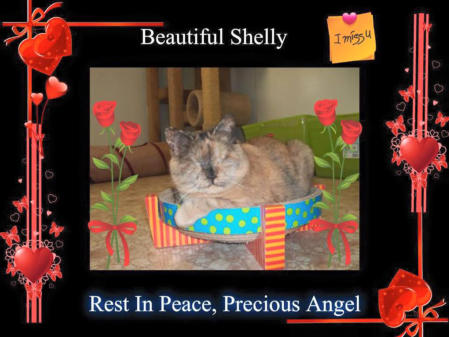 RIP Shelly picture, a beautiful blind torti sitting in a scratch and rest