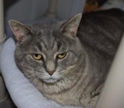 Bob - a gray tabby