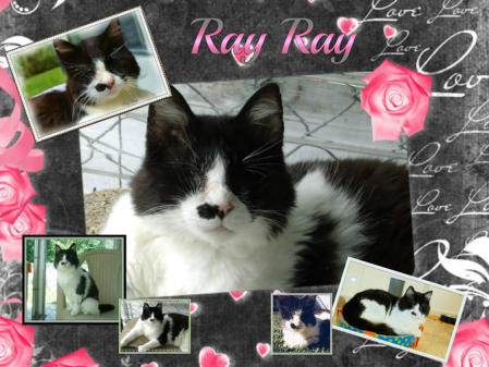 RIP - Ray  black and white cat