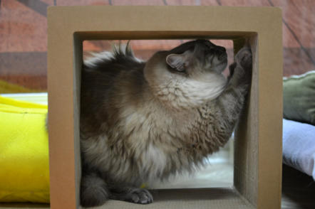 Sterling - a beautiful long hair blind cat scratching inside of a cube.