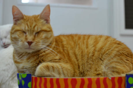 Buddy - a blind cat,  sitting in a scratch & rest