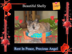 RIP Shelly picture, a beautiful blind torti sitting in a scratch and rest