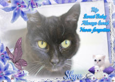 RIP Skye - a beautiful black blind cat