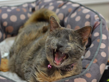 Picture of Annie actually in mid meow.  Looks like she is laughing