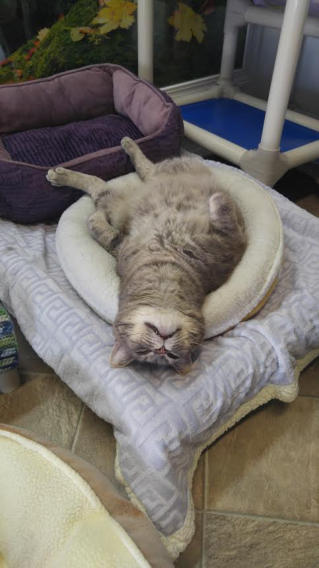 Bob - a grey tabby being upside on a bed being silly