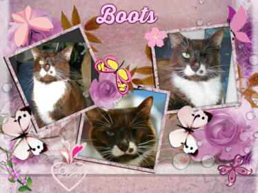 A collage of Boots