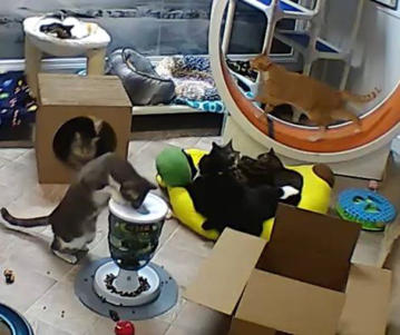 A screen shot of 5 kitties in one big banana bed!