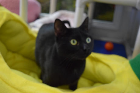 Cole - a beautiful black cat