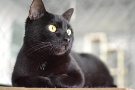 Cole - a beautiful black cat